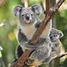 Koala bear, Koala, Baby koala