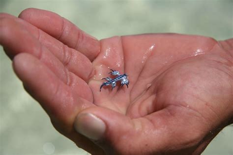 Hallaron Un Diminuto Dragón Azul En Las Costas De Australia Infobae