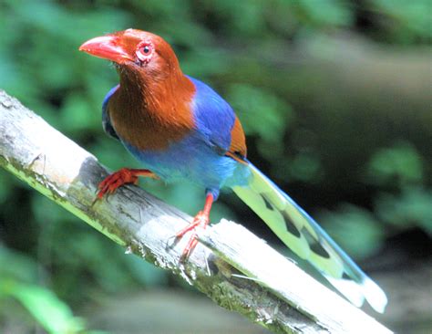 Details Sri Lanka Blue Magpie Birdguides