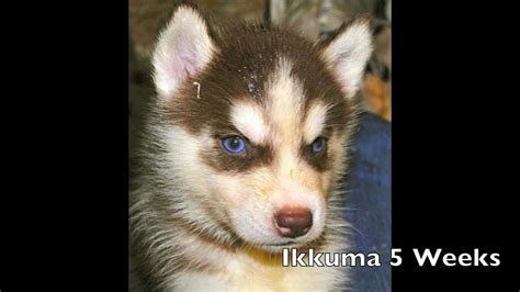 Siberian Husky Puppy Ikkuma The Fire And Ice Husky Youtube