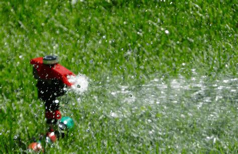 Effects Of Overwatering Your Lawn Blue Ribbon Landscape And Maintenance