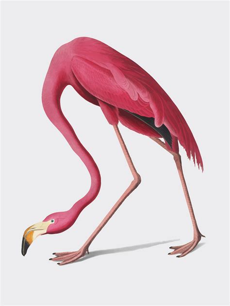 Pink Flamingo Illustration Download Free Vectors Clipart Graphics