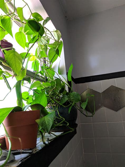 These Are My Shower Plants Pothos And Orchids They Get All Happy And