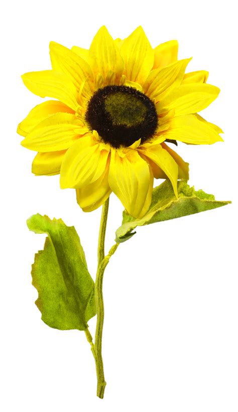 Sunflower Png Image Purepng Free Transparent Cc0 Png