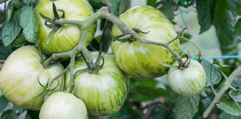 Understanding The Classic Green Tomato Living Color Garden Center
