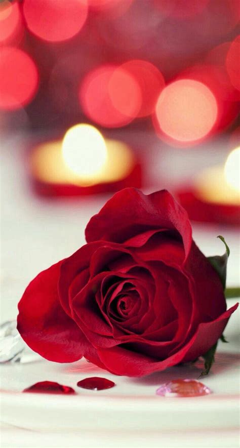 Pin By Deepali Desai On صور ورد جميييييل⚘ Love Rose Flower Beautiful