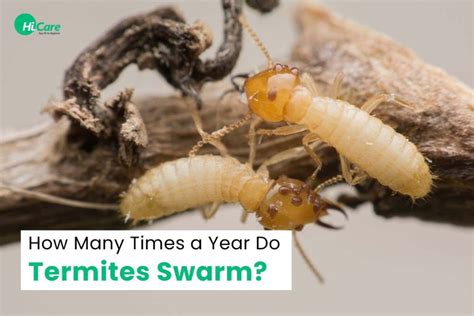 Termites Swarm Complete Guide On Termites Swarming Hicare