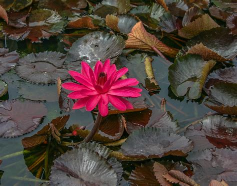 Nymphaea Red Flare — Florida Aquatic Nurseries