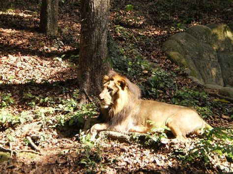 Lion Thiruvanathapuram Zoo Totochan2009 Flickr