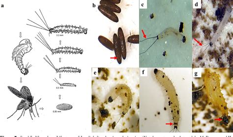 Figure From Laboratory Colonization And Mass Rearing Of Phlebotomine Sand Flies Diptera