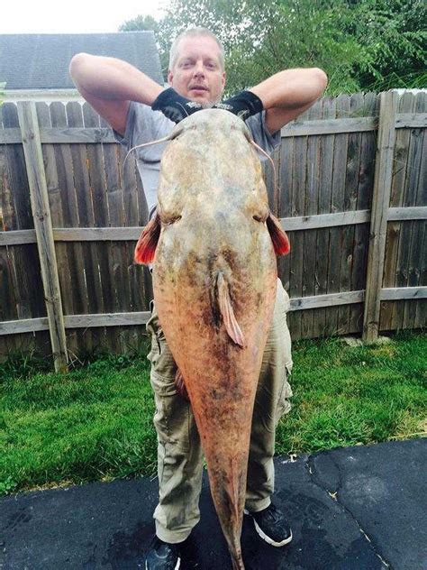 New Illinois State Record Flathead Coastal Angler And The Angler Magazine
