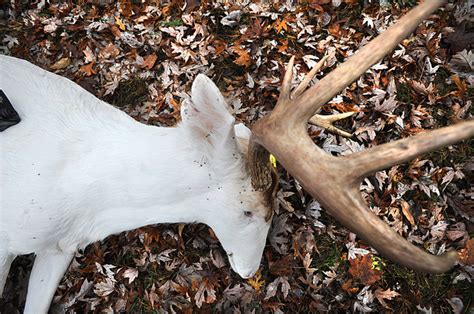 Missouri Hunter Feels Heat For Killing Albino Deer Daily Mail Online