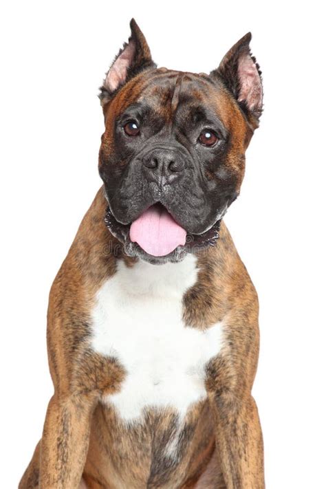 Boxer Dog On Isolated White Background Stock Photo Image Of Indoor