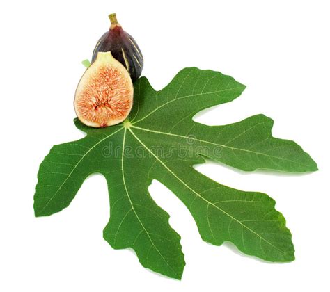 Ripe Purple Fig Fruits And Leaf Stock Image Image Of Healthy Natural 20945199