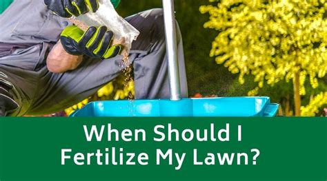 When Should I Fertilize My Lawn Evergreen Landscaping