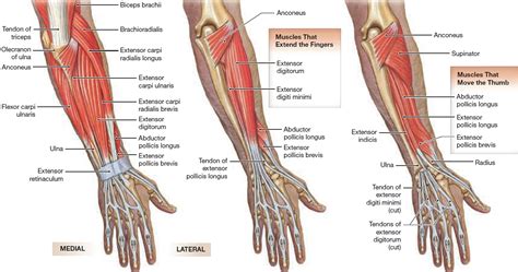 Muscle Anatomy Skeletal Muscles Groin Muscles Calf Muscles