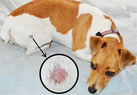 Common Skin Problems In Your Dog