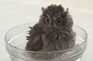 Tawny owl takes a bath. Screech owl bath and blow dry - BoreMe