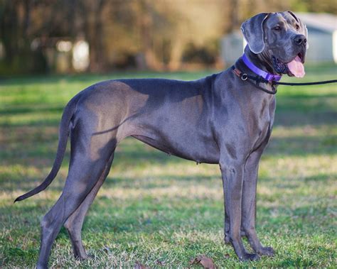 How To Teach A Great Dane To Walk On A Leash Hello Danes