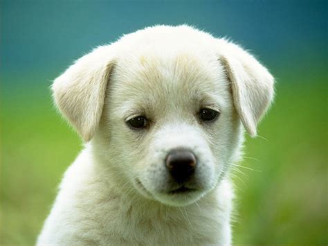 20 Sad Puppies That Will Ruin Your Day Buzzdog