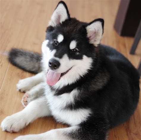 How Much Are Husky Mixed With Pomeranian