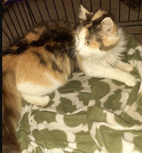 Found Cat Longhaired Calico Pregnant Cat In Cameron Pets
