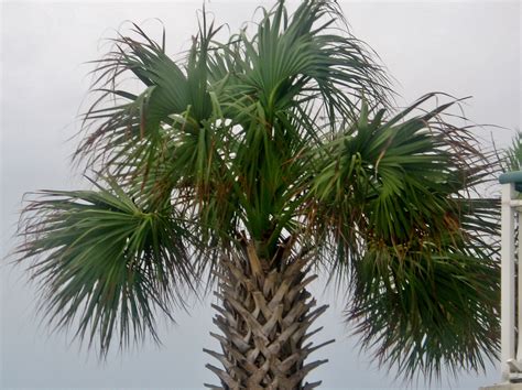 Palm Tree Myrtle Beach South Carolina Pinterest