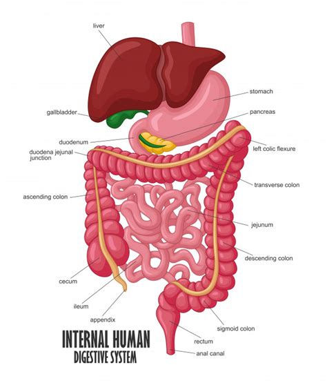 The human digestive system consists of the gastrointestinal tract plus the accessory organs of digestion (the tongue, salivary glands, pancreas, liver, and gallbladder). The part of internal human digestive system illustration ...