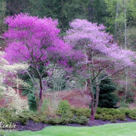 2 Two Beautiful Red Bud Trees 1 To2 Feet Tall Blooms Etsy Redbud