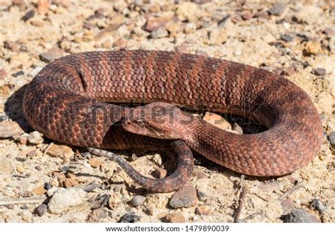 Australian Common Death Adder Curled Stock Photo Edit Now 1479890039
