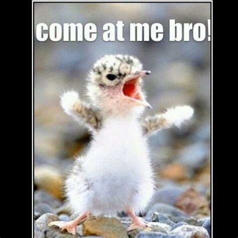 Come At Me Bro Cute Animals Funny Animals Funny Animal Pictures