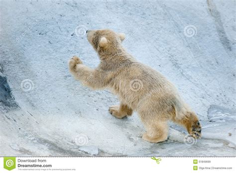 Little Polar Bear Baby Goes Up Stock Image Image Of Goes