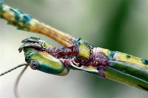 Goliath Stick Insect By Envirokey Redbubble