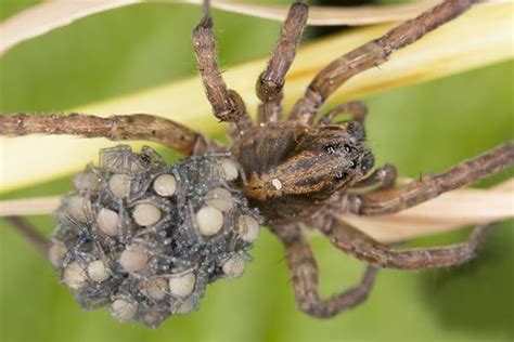 Spiders With Eggs On Their Back Wolf Spider