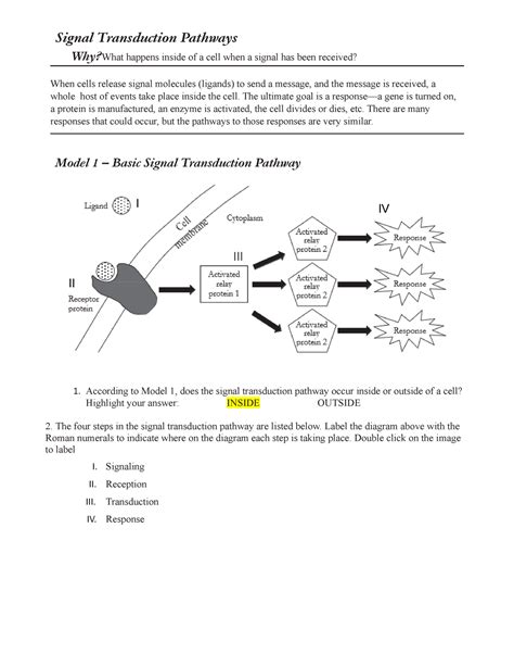 Signal Transduction Pathway Worksheet Printable Worksheet Template Sexiz Pix