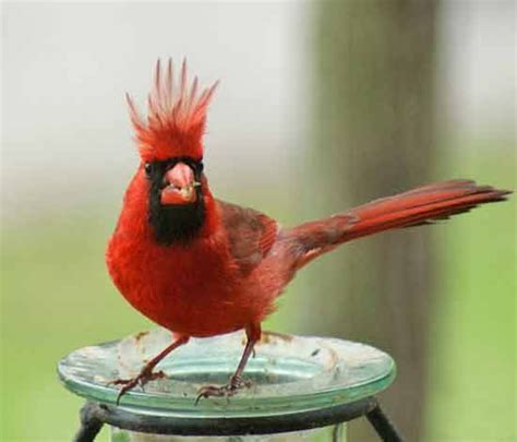 Friday Fun Photo Northern Cardinal Birds And Blooms Cardinal Birds