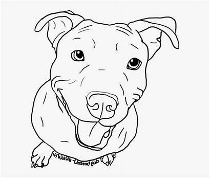 Pitbull Bull Pit Terrier Drawing Outline Dog