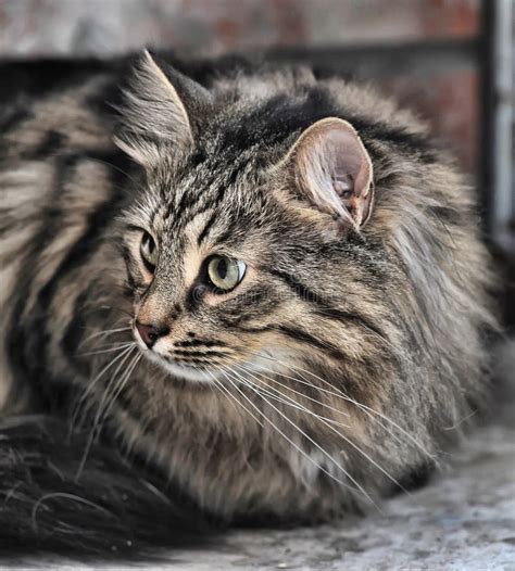 Tabby Norwegian Forest Cat Stock Image Image Of Furry 34726621