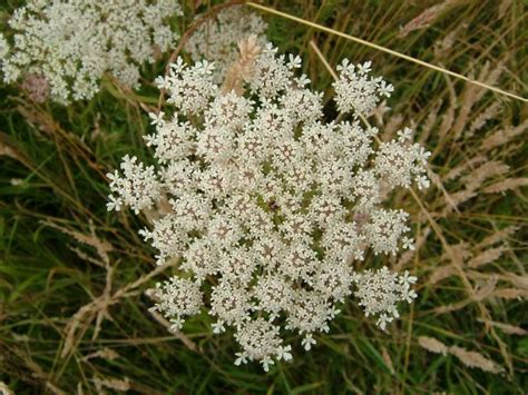 Daucus Carota Subspecies Carota Wild Carrot Apiaceae Images