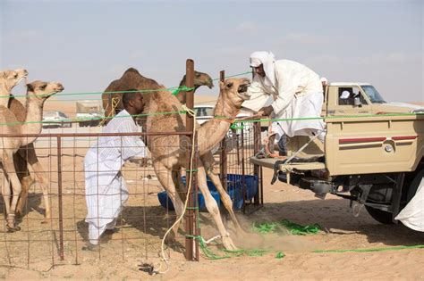 (19.3 km) per day, depending on how fresh the animals are at the start, and how long the trip is expected to be. Kamel und LKW stockfoto. Bild von sand, tiere, hilfsmittel ...