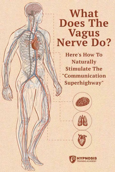 What Does The Vagus Nerve Do And How Can You Stimulate It Nerve Health