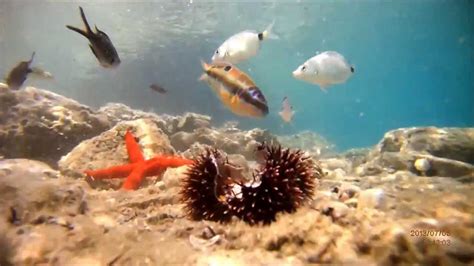 Mediterranean Greece Sea Life Hd Youtube