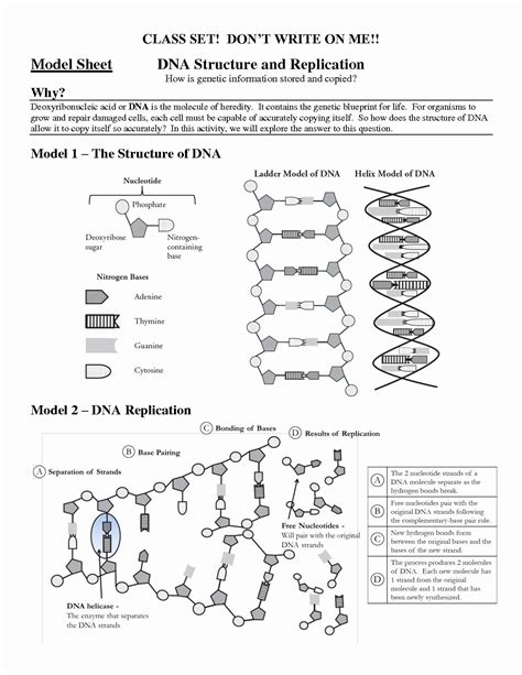 Label the nucleotides (a, t, g, c) in the dna molecule below: 30 Dna Structure and Replication Worksheet | Education Template