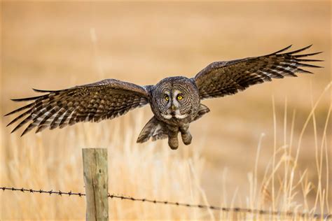 Great Gray Owl In Water Valley Christopher Martin Photography
