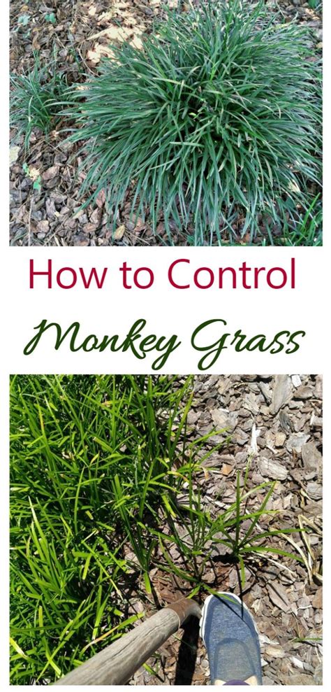 Controlling Monkey Grass How To Manage And Get Rid Of Liriope