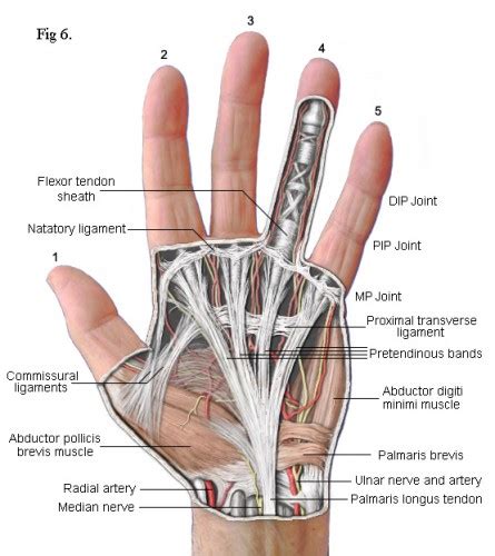 Anatomy Of Left Hand And Wrist Picture Labeled