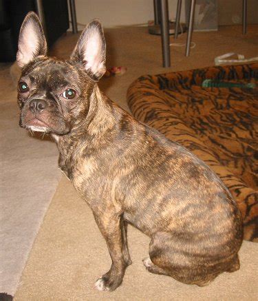Brindle pitbulls are an especially popular choice for dog lovers interested in acquiring this breed of the brindle pitbull traces its ancestry back several centuries to england, when bulldogs and i think i have a brindle pit bull/terrier mix. Frenchie Pug/Frug ( French Bulldog Pug Mix) Info, Puppies ...