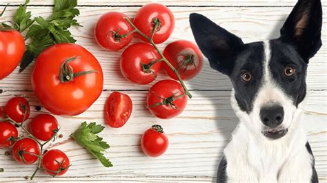 Can Dogs Eat Tomatoes Can Dogs Safely Consume Tomatoes