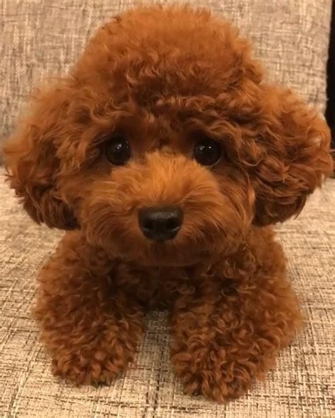 Brown Toy Poodle Puppy For Sale Cheryle Robert