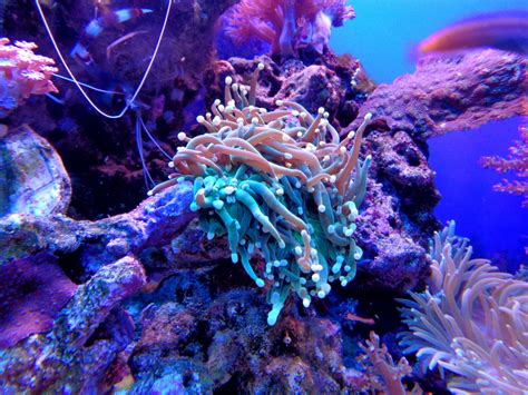 Free Images Nature Animal Underwater Coral Reef Invertebrate